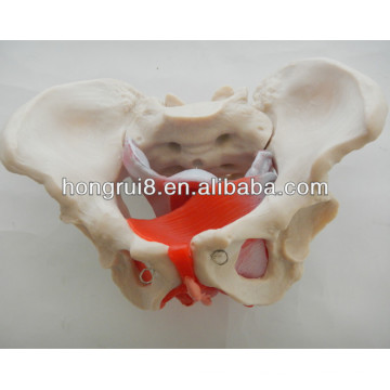 ISO Female pelvis model with pelvic muscles and pelvic organs, Female Genital Model